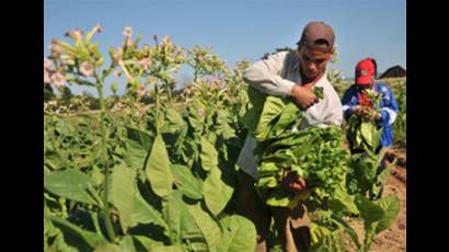 Los jóvenes apoyan tareas decisivas de la producción tabacalera