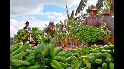 Producción de alimentos en Cuba