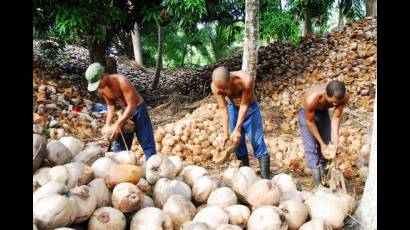 Zonas más ricas en cocoteros