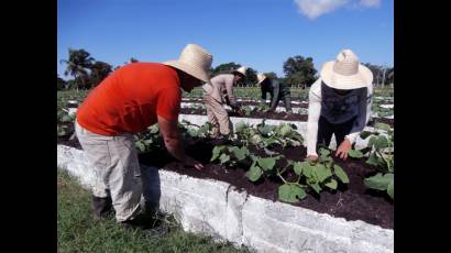 Organopónico Las Lucías