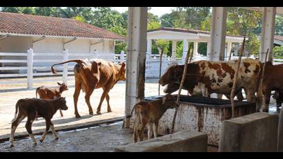 Empresas de producción de carne y leche.