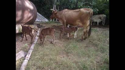 Mayelín, una vaca criolla de 12 años, parió cuatro terneros