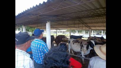 Ministro de la Agricultura recorre unidades de producción ganadera en Isla de la Juventud