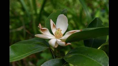 Magnolia cubensis subsp. Acunae
