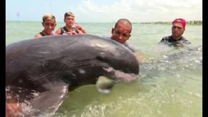 Desde su aparición en la bahía matancera, los delfines fueron asistidos con las atenciones requeridas