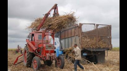 Trabajador de la caña