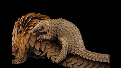 Pangolin bebé se desplaza sobre la cola de su madre