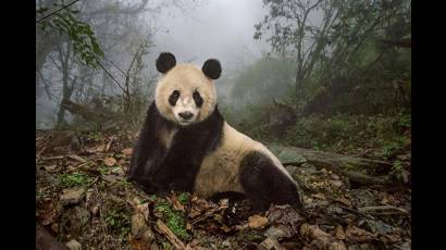 Panda en la reserva natural de Wolong China