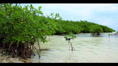 El ecosistema Sabana-Camagüey