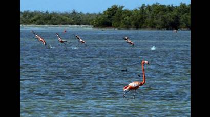 Ciénaga de Zapata