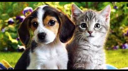 Gato y Perro
