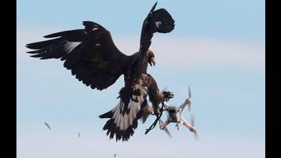 Águila caza un dron