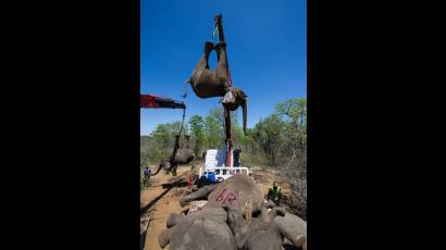 Los elefantes sí vuelan, graciosa operación de rescate en Sudáfrica