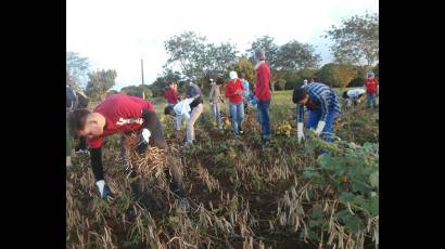 Jóvenes cubanos en jornada productiva