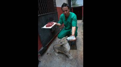 Alimentación de los animales en el zoológico