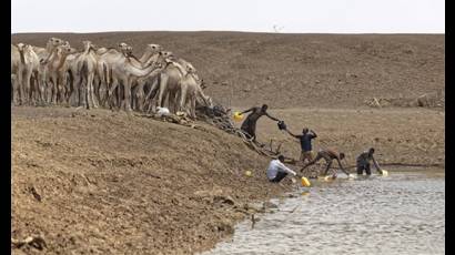 Camellos