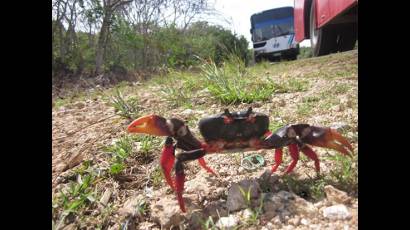 Cangrejo rojo