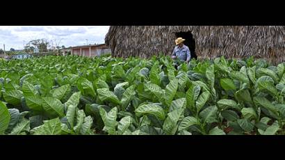 La exclusividad de los puros cubanos radica en que toda su composición y fortaleza crece en nuestras tierras