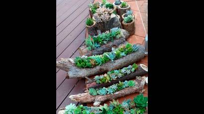 Jardín de cactus en casa