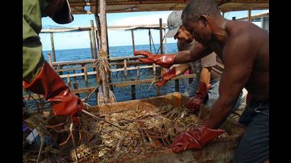 Pesca de langostas