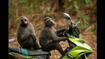 Monos en Moto