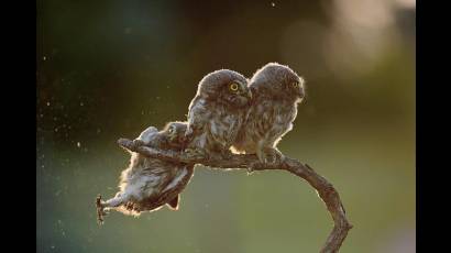 Pajaros