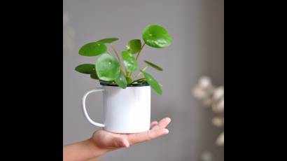 Pilea peperomioides.