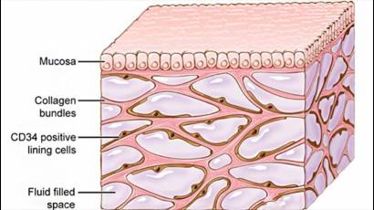 El intersticio se extiende de manera semejante a la piel, pero es transportador de grandes cantidades de fluidos en el cuerpo.