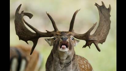 20 espectaculares imágenes de esta semana en el mundo