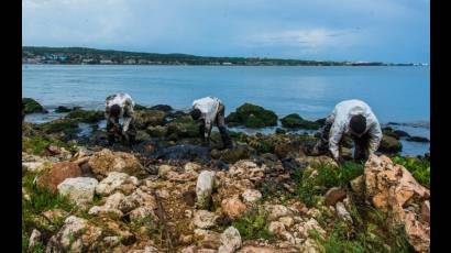 El medioambiente costero de Matanzas se repone