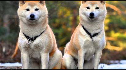 El Akita Inu tiene su origen en Japón