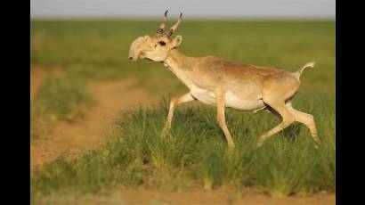 Antílope saiga macho