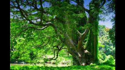 El Bosque de la Habana