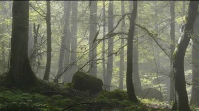 Bosques Hircanianos
