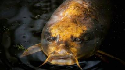 Hallan pez con rostro humano nadando en un lago en China