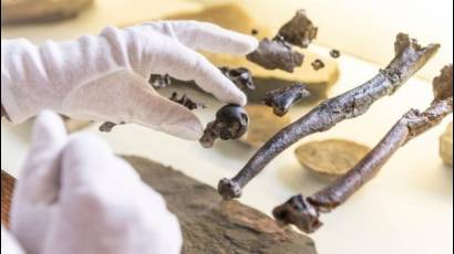 Huesos de simios descubiertos en Bavaria