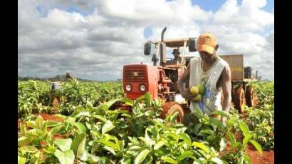 Productores de frutas