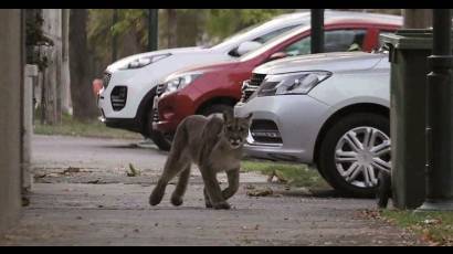 En Santiago de Chile se han avistado pumas en las calles