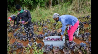 Jóvenes en trabajo de agricultura 