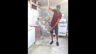 El majá de Santa María es una especie de boa que habita solamente en el archipiélago cubano 