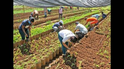 Jóvenes cubanos se sumaron a la siembra de lechuga y apio en el organopónico La Giraldilla