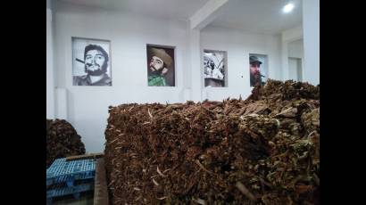 Tras un largo proceso desde la cosecha, estas hojas se aprovechan en la producción de picadura