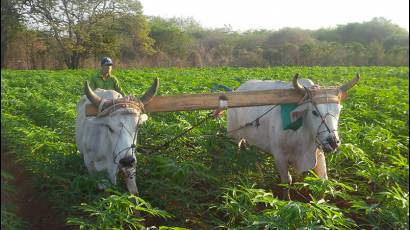 Joven agricultor Yosdeni García Pérez