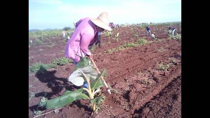 Trabajo voluntario