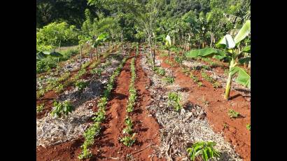Tecnología vietnamita en la producción cafetalera
