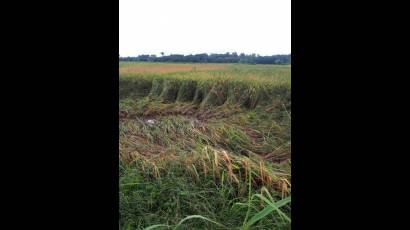 Más de 600 ha de arroz resultaron afectadas. 