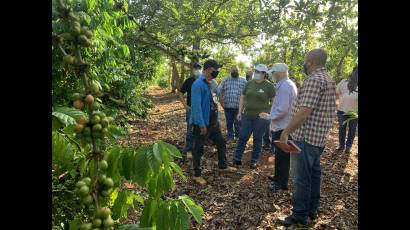 Osmani Cordero Alfonso, destacado productor de café 