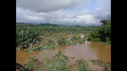 En Las inmediaciones del río Agabama   se han contabilizado 102 hectáreas de plátano, boniato y otros cultivos tapadas por el agua .