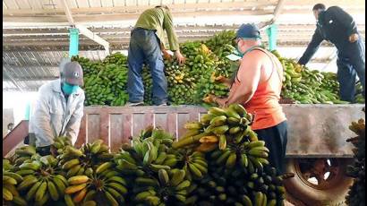 Producción de alimentos 