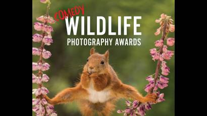 Premio de la fotografía cómica de vida salvaje